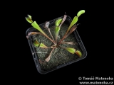 Mucholapka Dionaea muscipula 'Akai Ryu'