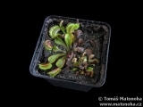 Mucholapka Dionaea muscipula - český granát