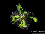 Mucholapka Dionaea muscipula (E02)