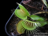 Past mucholapky Dionaea muscipula (E02)