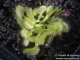 Mucholapka Dionaea muscipula (M07)