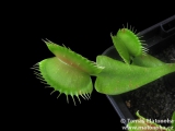 Past mucholapky Dionaea muscipula - robustní červená klon A