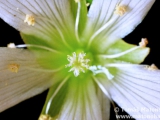 Květ mucholapky