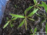 Drosera adelae