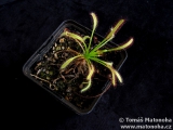 Drosera capensis 'Narrow Leaf'