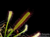 Drosera capensis 'Narrow Leaf'