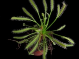 Drosera capensis "white flower"