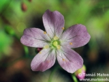 Drosera ericksoniae