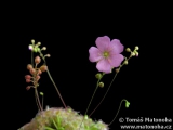 Drosera nitidula × ericksoniae