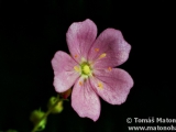 Drosera nitidula × ericksoniae