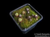 Drosera pycnoblasta