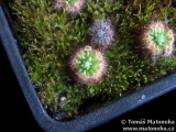 Drosera pycnoblasta