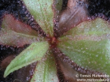 Drosera schizandra