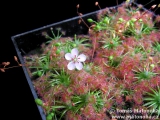 Drosera sp. "Lake Badgerup"