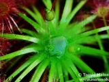 Drosera sp. "Lake Badgerup"