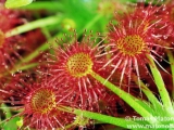 Drosera sp. "Lake Badgerup"