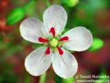 Drosera sp. "Lake Badgerup"