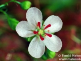 Drosera sp. "Lake Badgerup"