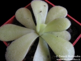 Pinguicula agnata var. tamaulipes