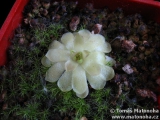 Pinguicula agnata x gracilis