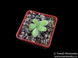 Pinguicula colimensis