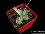 Pinguicula crystallina ssp. hirtiflora