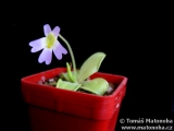 Pinguicula crystallina ssp. hirtiflora