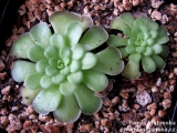 Pinguicula cyclosecta