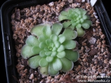 Pinguicula cyclosecta