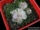 Pinguicula ehlersiae