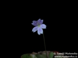 Pinguicula emarginata