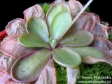 Pinguicula emarginata