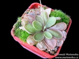 Pinguicula emarginata