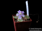 Pinguicula emarginata