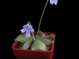 Pinguicula emarginata