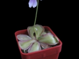 Pinguicula emarginata