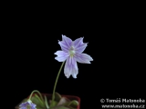 Pinguicula emarginata