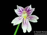 Pinguicula emarginata