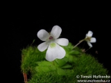 Pinguicula gracilis