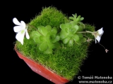 Pinguicula gracilis