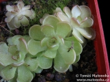 Pinguicula gracilis