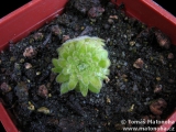 Pinguicula gypsicola