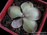 Pinguicula hemiepiphytica