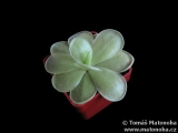 Pinguicula ibarrae (= P. spec. agnata)