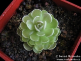 Pinguicula jaumavensis