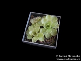 Pinguicula kondoi