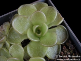 Pinguicula kondoi