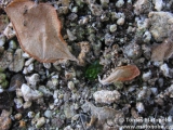 Pinguicula macrophylla