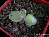 Pinguicula macrophylla