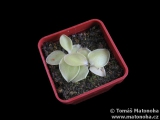 Pinguicula macrophylla